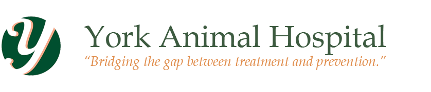 York Animal Hospital